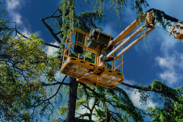 How Our Tree Care Process Works  in  Fort Polk North, LA